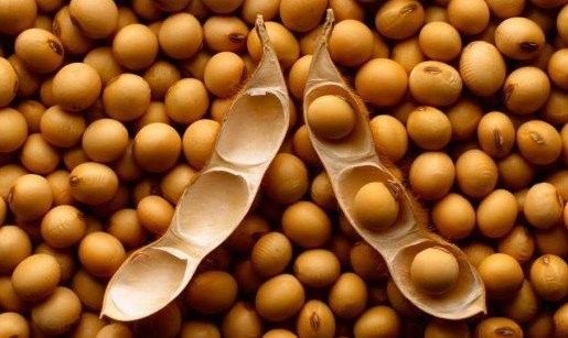 东北大豆最新价格，科技驱动变革，大豆融入生活新篇章